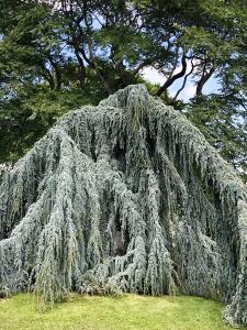 Weeping Blue Atlas Cedar aka Cedrus Atlantica Pendula, mature tree growing in an arboretum