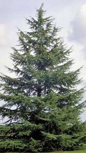 Cedrus Atlantica or Atlas Cedar