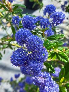 Ceonothus Concha evergreen climber,  blue flowers in summer