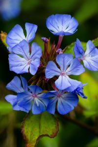 Ceratostigma Willmottianum Chinese Plumbago, blue flowering plants to buy online, UK delivery