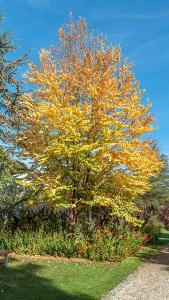 Cercidiphyllum Japonicum or Katsura Tree with stunning foliage, medium sized tree for a small - medium garden. Buy online UK.