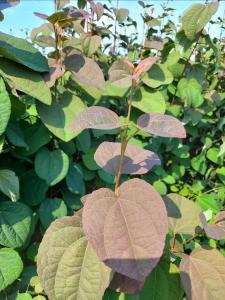 Stunning deciduous tree with heart shaped leaves that transition from red purple in spring to green in summer and golden orange in autumn. 