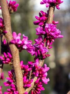 Cercis Avondale deciduous tree with bright pink flowers