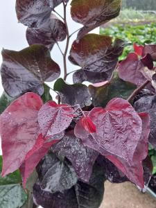 Cercis Canadensis Ace of Spades, grown primarily for its fabulous foliage with heart shaped burgundy leaves