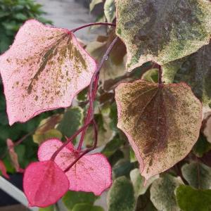 Cercis canadensis Carolina Sweetheart Redbud with multicolored foliage