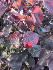 Cercis Canadensis Merlot Eastern Redbud