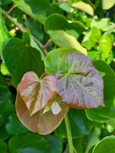 Cercis Canadensis Pink Pom Poms Eastern Redbud - Foliage