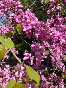 Cercis Canadensis or Redbud is also known as Forest Pansy, for sale online UK delivery.