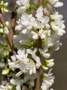 Cercis Chinensis Shirobana clusters of white to light pink blossoms that bloom in early spring