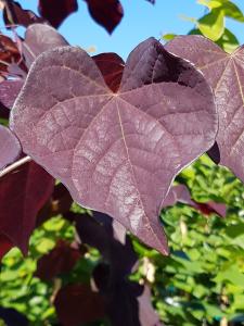 Cercis Canadensis Ruby Falls is a stunning weeping tree with deep purple-red flowers in spring and glossy, heart-shaped leaves that turn vibrant shades in the fall, offering year-round beauty.