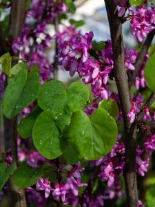 Cercis siliquastrum deciduous tree with pink flowers