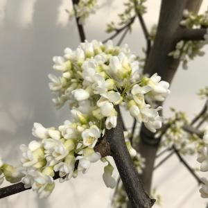 Cercis Canadensis Vanilla Twist is a unique, compact tree with weeping branches adorned with soft, pale pink flowers in early spring, followed by heart-shaped leaves that create a graceful, cascading effect.