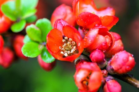 Chaenomeles Japonica Sargentii, Japanese Quince, a flowering ornamental shrub for sale online UK delivery