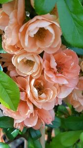 Chaenomeles Superba Cameo, peach coloured flowering Japanese Quince for sale. Ornamental Quince tree to buy online UK