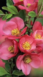 Chaenomeles Superba Pink Lady, baby pink flowering Japanese Quince, Pink Lady is for sale online with UK  and Ireland delivery.