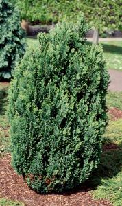 Conifer, Chamaecyparis Lawsoniana Ellwoodii commonly known as Lawsons Cypress, buy online UK