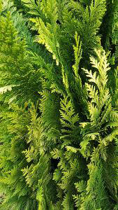 Chamaecyparis Lawsoniana Ivonne False Cypress Ivonne Tree