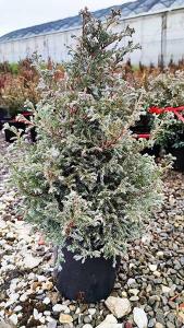 Chamaecyparis Pisifera Boulevard Bush Conifer buy UK