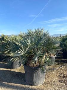 Chamaerops humilis Cerifera palm tree with silver blue leaves