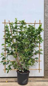 Cherry Laurel Hedging Frame