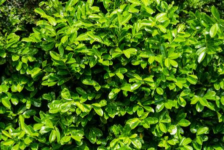 Prunus Laurocerasus Cherry Laurel evergreen hedging plants for sale online with UK delivery