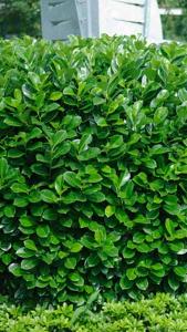 Prunus Laurocerasus Cherry Laurel for sale at Paramount Plants and Gardens UK