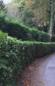 Cherry Laurel, tiered with Cupressus Leylandii for a two tier hedge for privacy