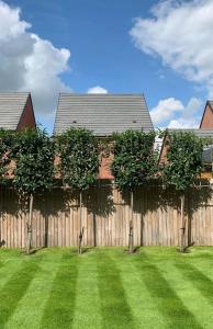 Cherry Laurel pleached trees in a customer’s garden with a beautiful green lawn