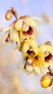 Wintersweet deals