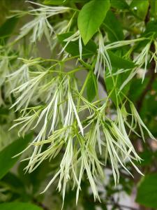 Chionanthus virginicus upright tree with white fringed flowers