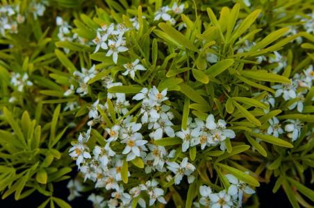 Choisya x Dewitteana Aztec Gold is a vibrant evergreen shrub with golden-yellow foliage and aromatic white flowers in spring, adding both color and fragrance to any garden.