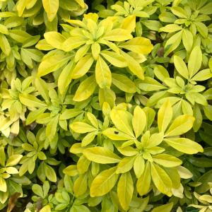 Choisya Ternata Sundance is a striking evergreen shrub with bright golden-yellow foliage that holds its color throughout the year, complemented by aromatic white flowers in spring.