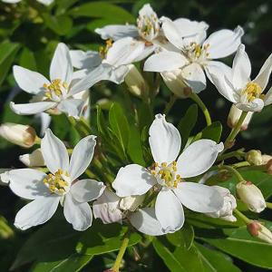 Choisya Ternata (Mexican Orange Blossom) - grow as an evergreen shrub or a fragrant hedge