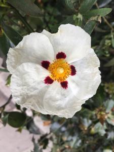 Cistus Alan Fradd Rock Rose plants for sale online UK