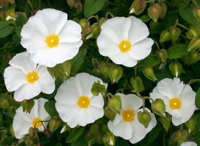 Cistus Corbariensis Hybrid Rock Rose flowering, buy online UK