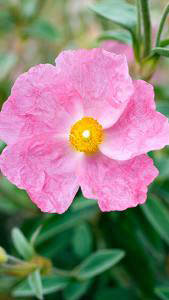 Cistus Silver Pink. Rock Rose Silver Pink buy UK delivery