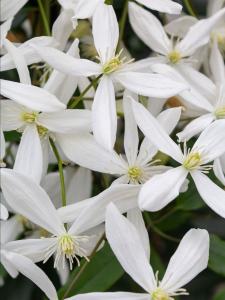 Clematis armandii evergreen climber with white flowers