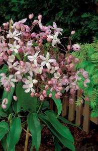 Clematis Armandii Hendersonii Rubra flowering evergreen climber plants for sale UK