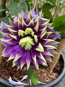 Clematis Florida Taiga Double Flowering Climber