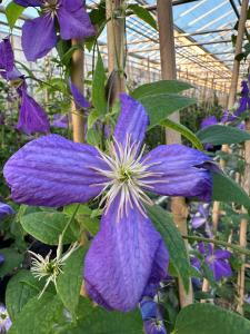 Clematis Jackmanii or Jackman