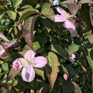 Clematis Montana Rubens is a vigorous, deciduous climber with masses of pale pink, lightly scented flowers in late spring, paired with bronze-tinted green foliage, perfect for covering walls and fences.