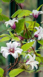 Clematis Princess Kate is a fabulous new variety of Clematis with profuse white, star shaped flowers with purple centre and underside, buy UK.