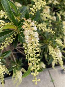 Clethra barbinervis Great Star White Alder deciduous shrub with white flowers