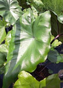 Colocasia Esculenta Black Stem, or Elephant