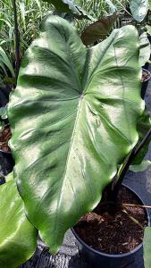 Colocasia Esculenta Black Stem Elephant’s Ear Tropical Perennial