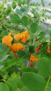 Colutea Copper Beauty Bladder Senna Flowering Shrub