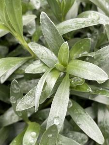 Closeup foliage of Colvolvurus