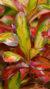 Coprosma Rainbow Surprise Looking Glass Plant