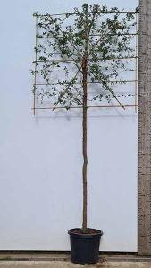 Pleached Cork Oak Quercus Suber Tree