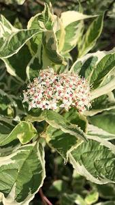 Cornus Alba Elegantissima, red barked dogwood shrub for sale with UK delivery from our London nursery.